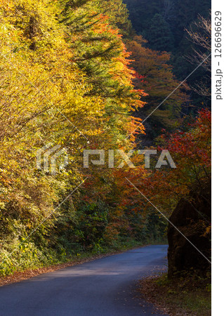 秋の長野県大桑村 紅葉の阿寺渓谷(渓谷沿いの道) 秋の長野県大桑村 紅葉の阿寺渓谷(渓谷沿いの道) 126696629