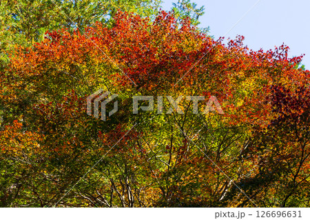 秋の長野県大桑村 紅葉の阿寺渓谷 秋の長野県大桑村 紅葉の阿寺渓谷 126696631