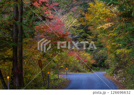 秋の長野県大桑村 紅葉の阿寺渓谷(渓谷沿いの道) 秋の長野県大桑村 紅葉の阿寺渓谷(渓谷沿いの道) 126696632
