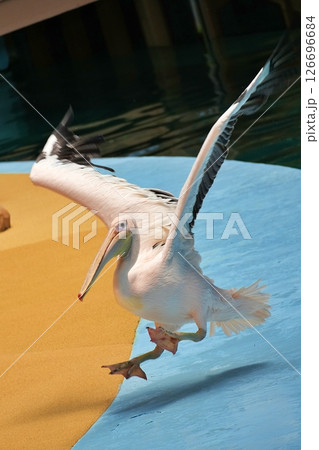 アニマルアクションの風景 126696684