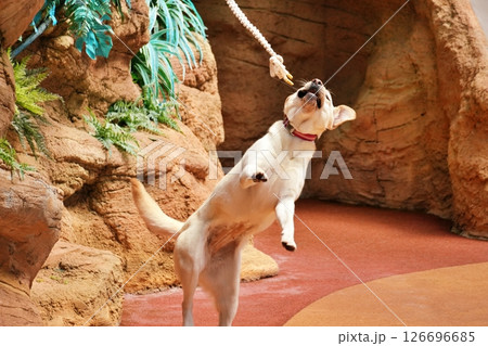 アニマルアクションの風景 アニマルアクションの風景 126696685