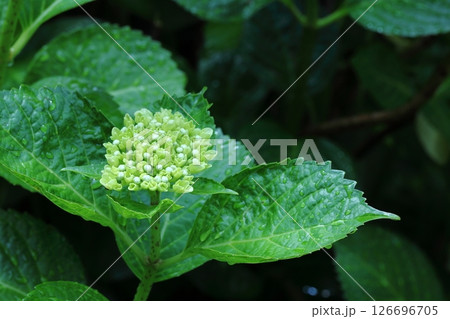 白色紫陽花 126696705