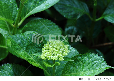 白色紫陽花 白色紫陽花 126696707