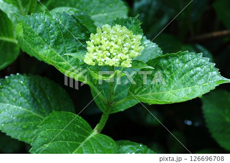白色紫陽花 白色紫陽花 126696708
