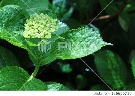白色紫陽花 白色紫陽花 126696710