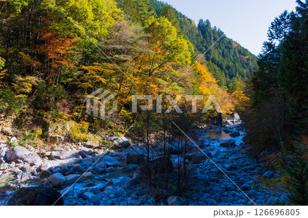 秋の長野県大桑村　紅葉の阿寺渓谷 126696805