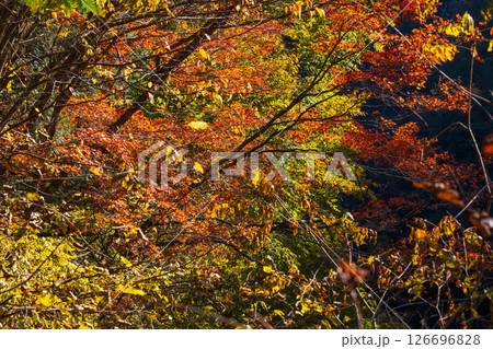 秋の長野県大桑村 紅葉の阿寺渓谷 秋の長野県大桑村 紅葉の阿寺渓谷 126696828