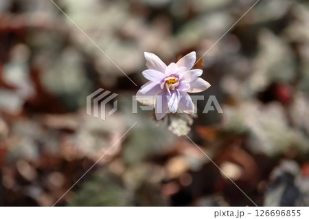 爽やか　ユキワリイチゲの花 126696855