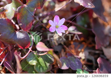 可愛い　オオミスミソウの花 126696859
