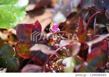 可愛い オオミスミソウの花 可愛い オオミスミソウの花 126696860