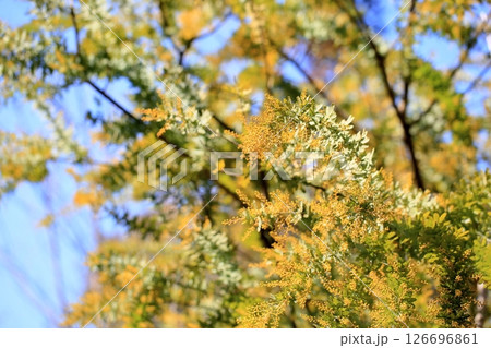 明るい　アカシアの花 126696861