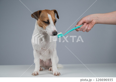 The owner offers the Jack Russell Terrier to brush her teeth. The dog licks the toothpaste.  126696935