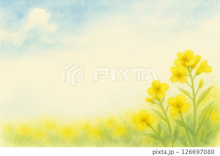 ポストカード　菜の花 126697080