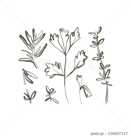 Stylized herb illustration set of parsley thyme and rosemary in whimsical decorative line art style 126697137