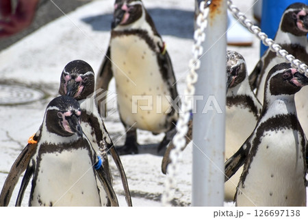 福井　福井県　越前松島水族館　ペンギン 126697138