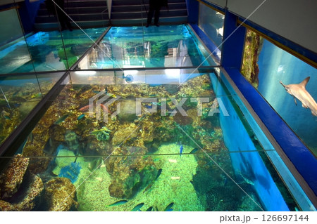 福井　福井県　越前松島水族館　水槽 126697144