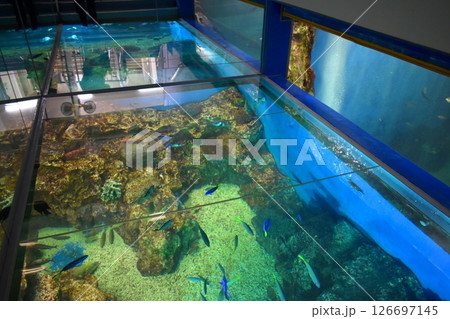 福井 福井県 越前松島水族館 水槽 福井 福井県 越前松島水族館 水槽 126697145