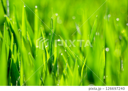 大麦若葉 126697240