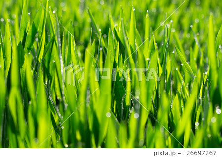 大麦若葉 126697267