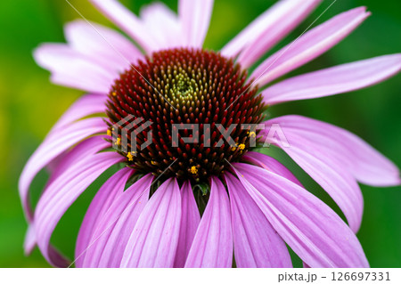 満開のムラサキバレンギク 126697331