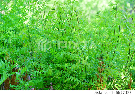 新緑のゼンマイ群生　花桃の里　東秩父村 126697372