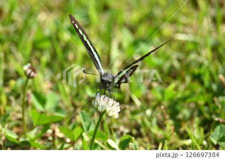 春イメージ(アオスジアゲハ:Common Bluebottle) 春イメージ(アオスジアゲハ:Common Bluebottle) 126697384