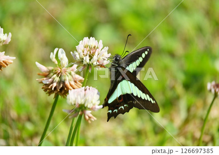 春イメージ(アオスジアゲハ:Common Bluebottle) 春イメージ(アオスジアゲハ:Common Bluebottle) 126697385