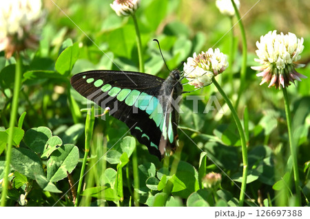 春イメージ(アオスジアゲハ:Common Bluebottle) 春イメージ(アオスジアゲハ:Common Bluebottle) 126697388