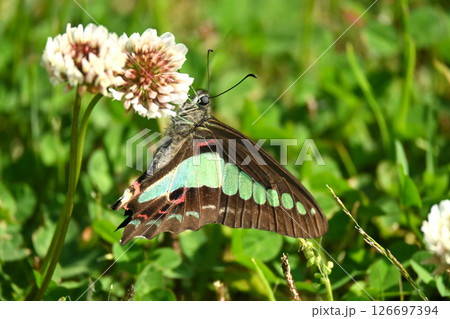 春イメージ(アオスジアゲハ：Common Bluebottle) 126697394