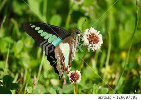 春イメージ(アオスジアゲハ：Common Bluebottle) 126697395