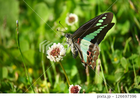 春イメージ(アオスジアゲハ：Common Bluebottle) 126697396