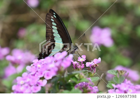 春イメージ(アオスジアゲハ:Common Bluebottle) 春イメージ(アオスジアゲハ:Common Bluebottle) 126697398