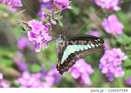 春イメージ(アオスジアゲハ:Common Bluebottle) 春イメージ(アオスジアゲハ:Common Bluebottle) 126697399