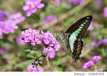春イメージ(アオスジアゲハ：Common Bluebottle) 126697405