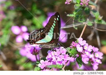 春イメージ(アオスジアゲハ:Common Bluebottle) 春イメージ(アオスジアゲハ:Common Bluebottle) 126697406