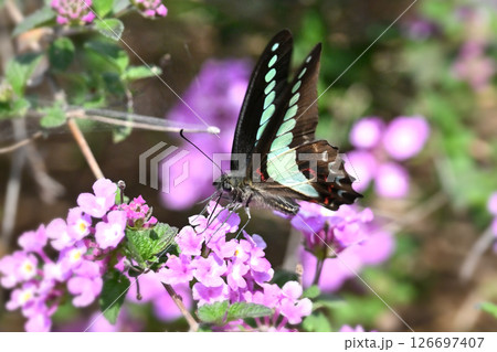春イメージ(アオスジアゲハ:Common Bluebottle) 春イメージ(アオスジアゲハ:Common Bluebottle) 126697407