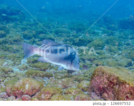 大きく美しいコショウダイ（イサキ科）他。 ヒリゾ浜中木南伊豆町伊豆半島静岡県2024 126697552