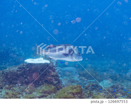 大きく美しいコショウダイ（イサキ科）他。 ヒリゾ浜中木南伊豆町伊豆半島静岡県2024 126697553