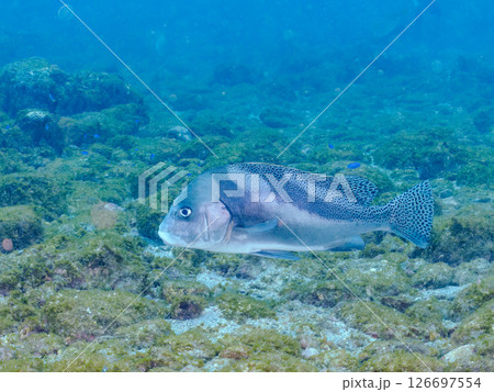 大きく美しいコショウダイ（イサキ科）他。 ヒリゾ浜中木南伊豆町伊豆半島静岡県2024 126697554
