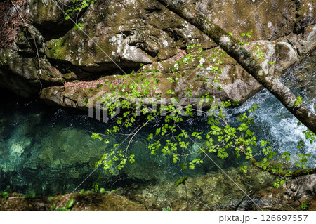 山梨県西沢渓谷渓流の上の青モミジ 126697557