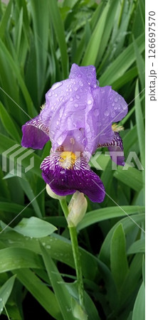 Purple Iris In Full Bloom 126697570