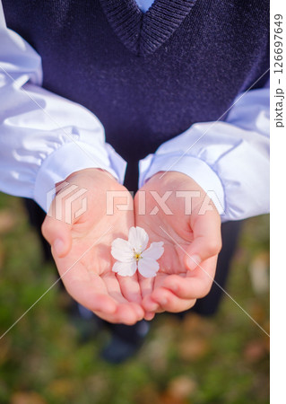 桜の花びらを手に乗せた女の子 小学生 入学 桜の花びらを手に乗せた女の子 小学生 入学 126697649