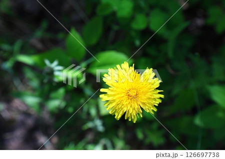 dandelion on a green background 126697738