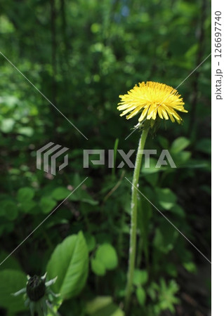 dandelion on a green background 126697740