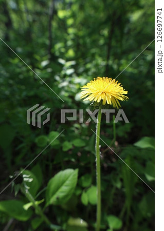dandelion on a green background 126697741