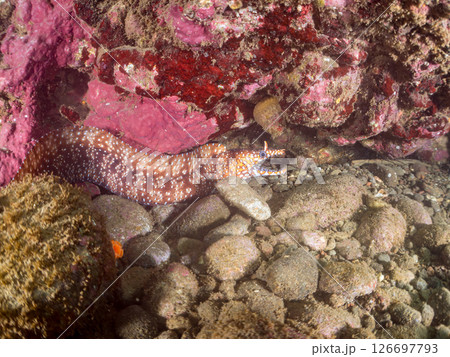 水中洞窟にいる 大きく美しいトラウツボ 静岡県伊豆半島賀茂郡南伊豆町中木ヒリゾ浜2024 126697793