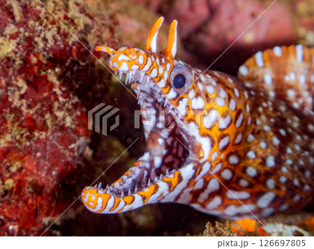 水中洞窟にいる 大きく美しいトラウツボ 静岡県伊豆半島賀茂郡南伊豆町中木ヒリゾ浜2024 126697805