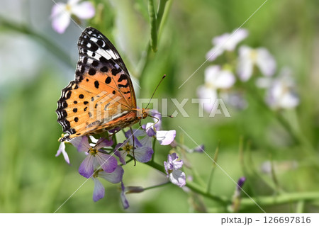 チョウ(ツマグロヒョウモン)Indian Fritillary チョウ(ツマグロヒョウモン)Indian Fritillary 126697816