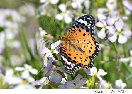 チョウ(ツマグロヒョウモン)Indian Fritillary チョウ(ツマグロヒョウモン)Indian Fritillary 126697820