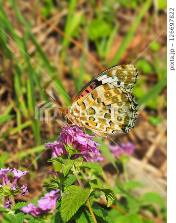 チョウ（ツマグロヒョウモン）Indian Fritillary 126697822